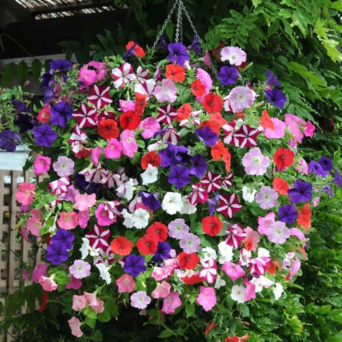 YouGarden Petunia Easy Wave Ultimate Mix Garden Ready 10 - Supplied as Established Garden Ready Plants Ready to Plant Out in Borders Containers and Pots