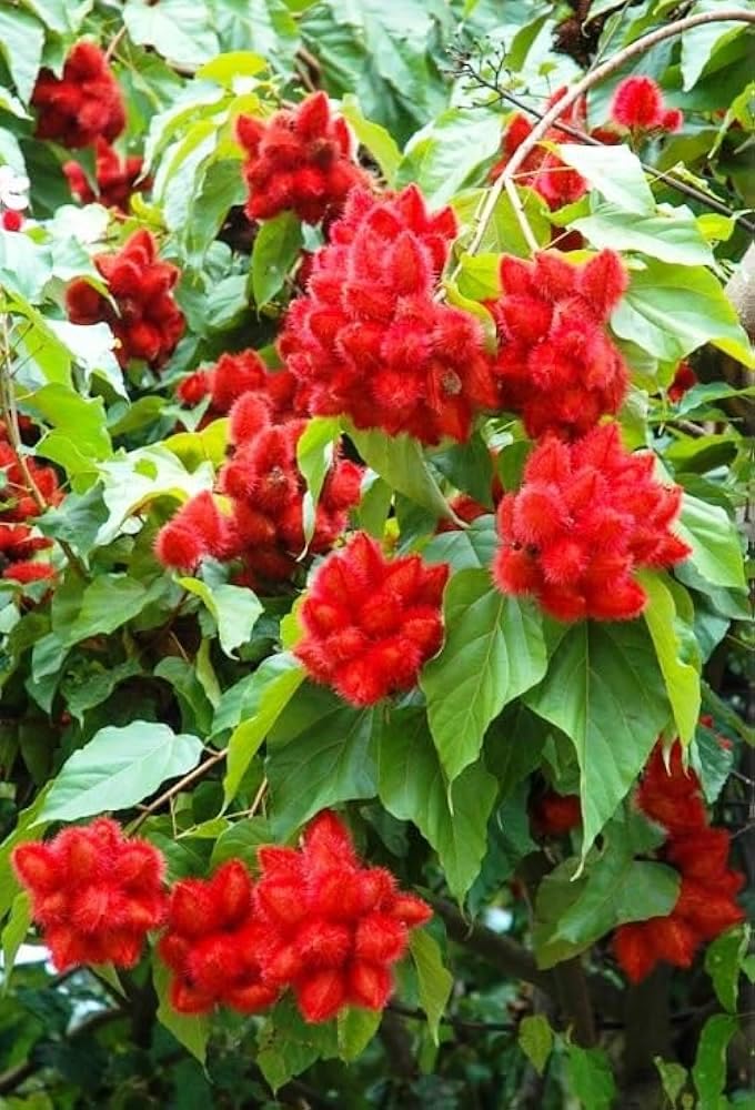 Marinetree live Sindur Tree/Bixa Orellana tree/Lipstick Tree/kumkum plant