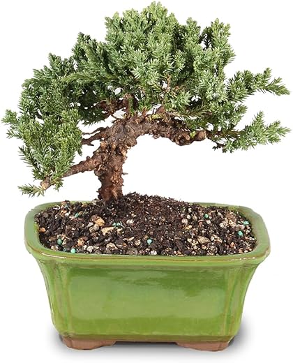 Bonsai Trees