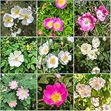 heckenrose - blumensamen dachbegrünung kräutersamen gartenblumen deko gartenpflanzen winterharte stauden balkonpflanzen winterhart winterharte für 30samen