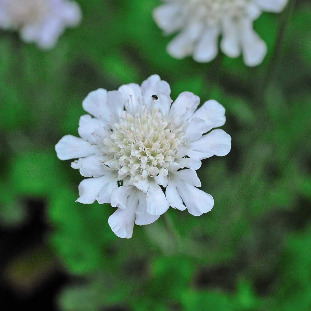 Scabious White Hardy Garden Plants, Summer Flowering Perennial, Attracts Bees and Butterflies, Gardens and Patios, Easy to Grow, 5 x Scabious Kudos White Plug Plants by Thompson & Morgan (5)