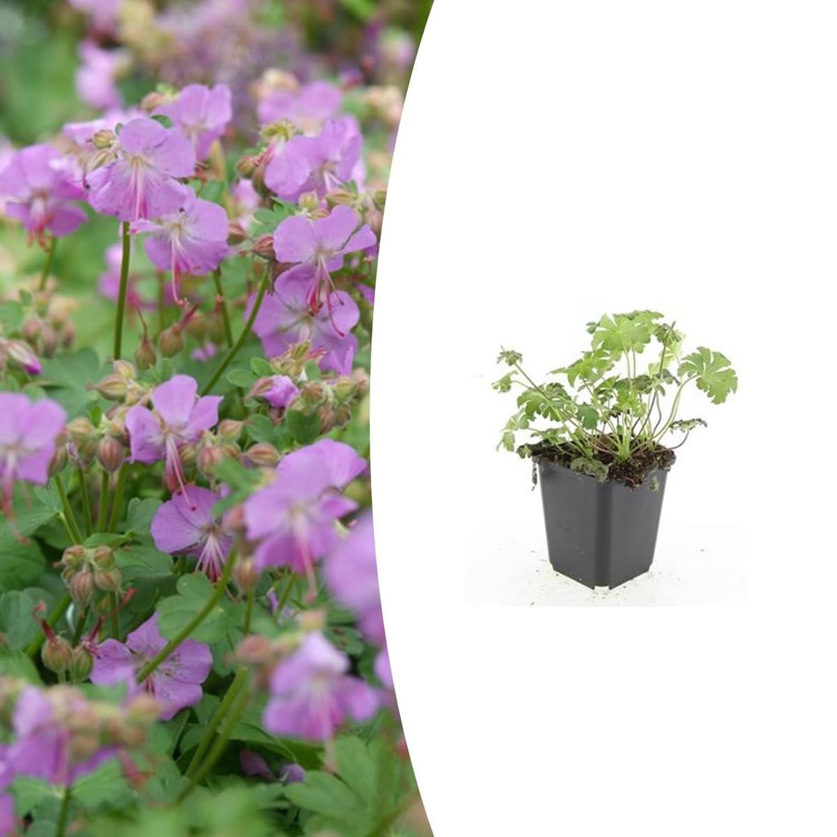 Geranium cant. 'Cambridge' | 24 szt. - 10-25cm - Ø9cm - Roślina ogrodowa