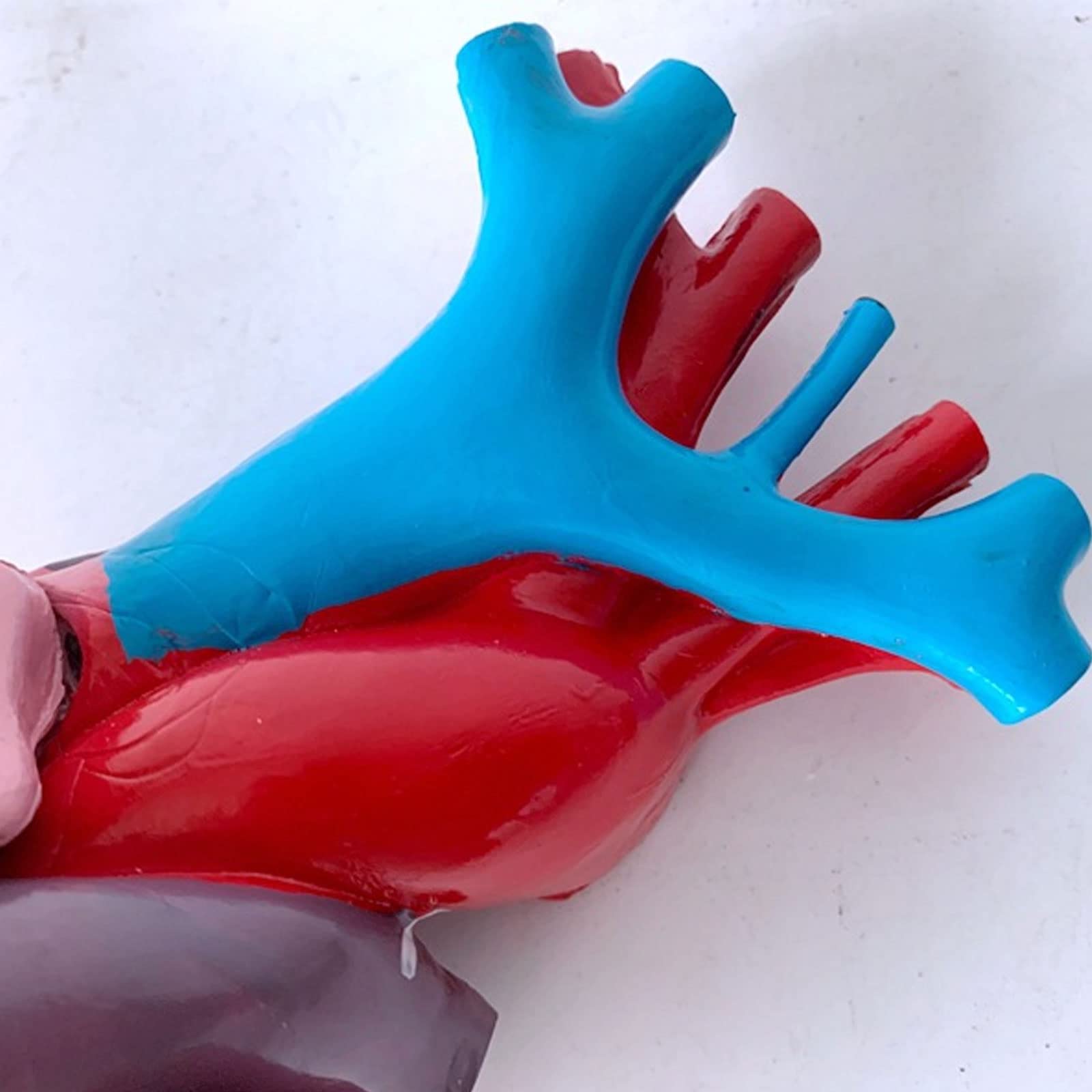 1:1 Cuerpo Humano Anatomía Cardíaca Desmontable Viscera Modelo De Enseñanza Médica Equipos Y Suministros Educativos