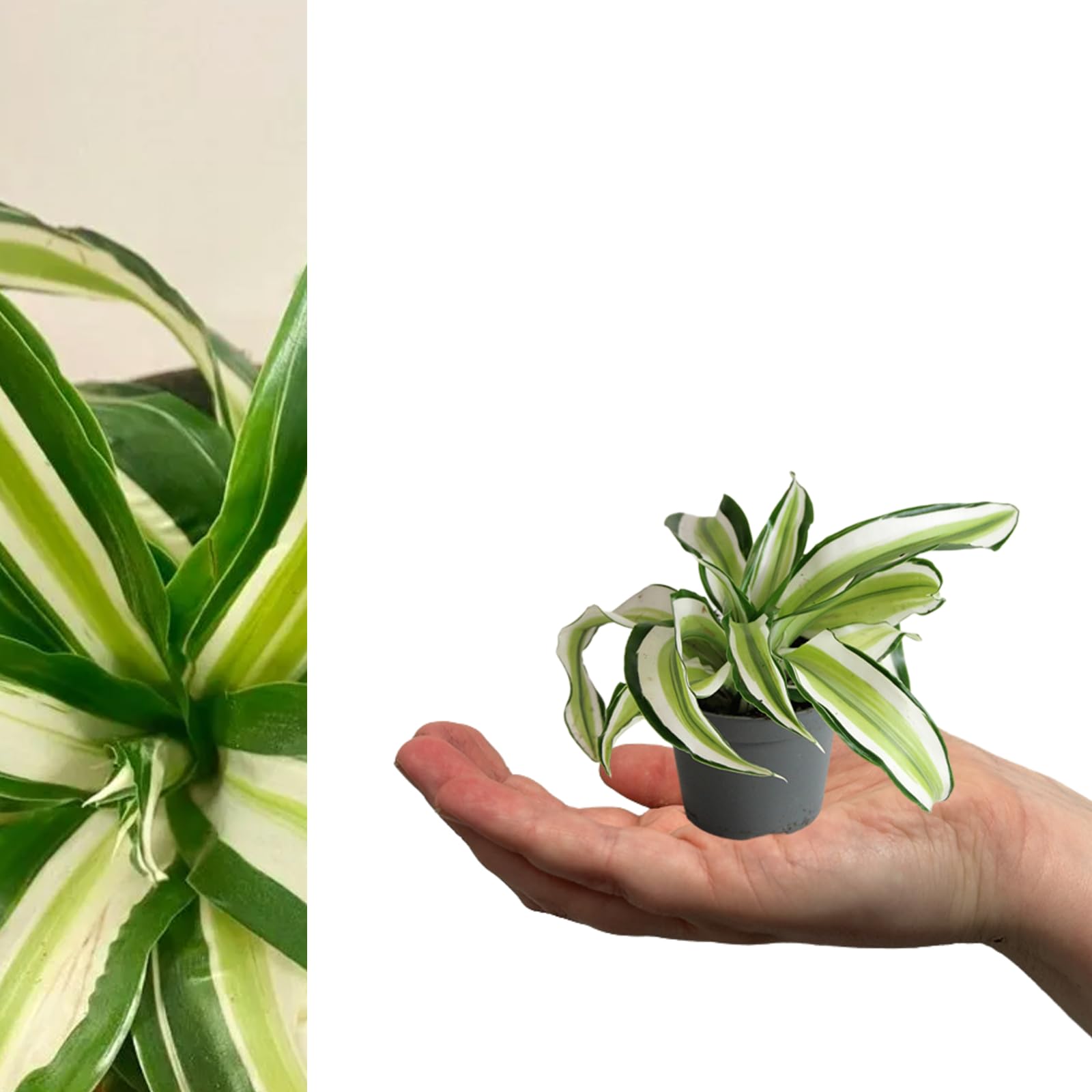 Carbeth Plants - 2 x Dragon Tree Dracaena Malaika in 6cm Pots