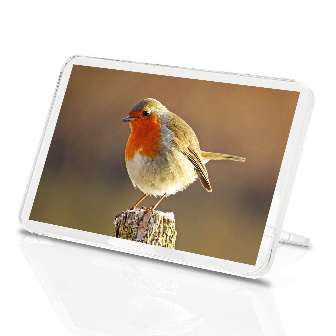 Destination Vinyl Magnets Multicolor 1 X Fridge Magnet -Robin Redbreast Bird Classic Fridge Magnet - Beautiful British Birds Gift #8701