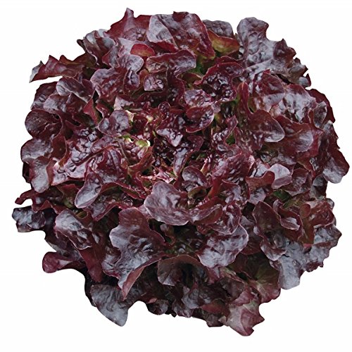 Hydroponic Oakleaf Lettuce Seeds - Navara - Pelleted - Certified Non-GMO NFT DWC (100 Seeds)