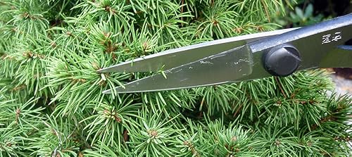 Miniatura 9 de Okatsune 207 - Tijeras de agujas de pino con BP