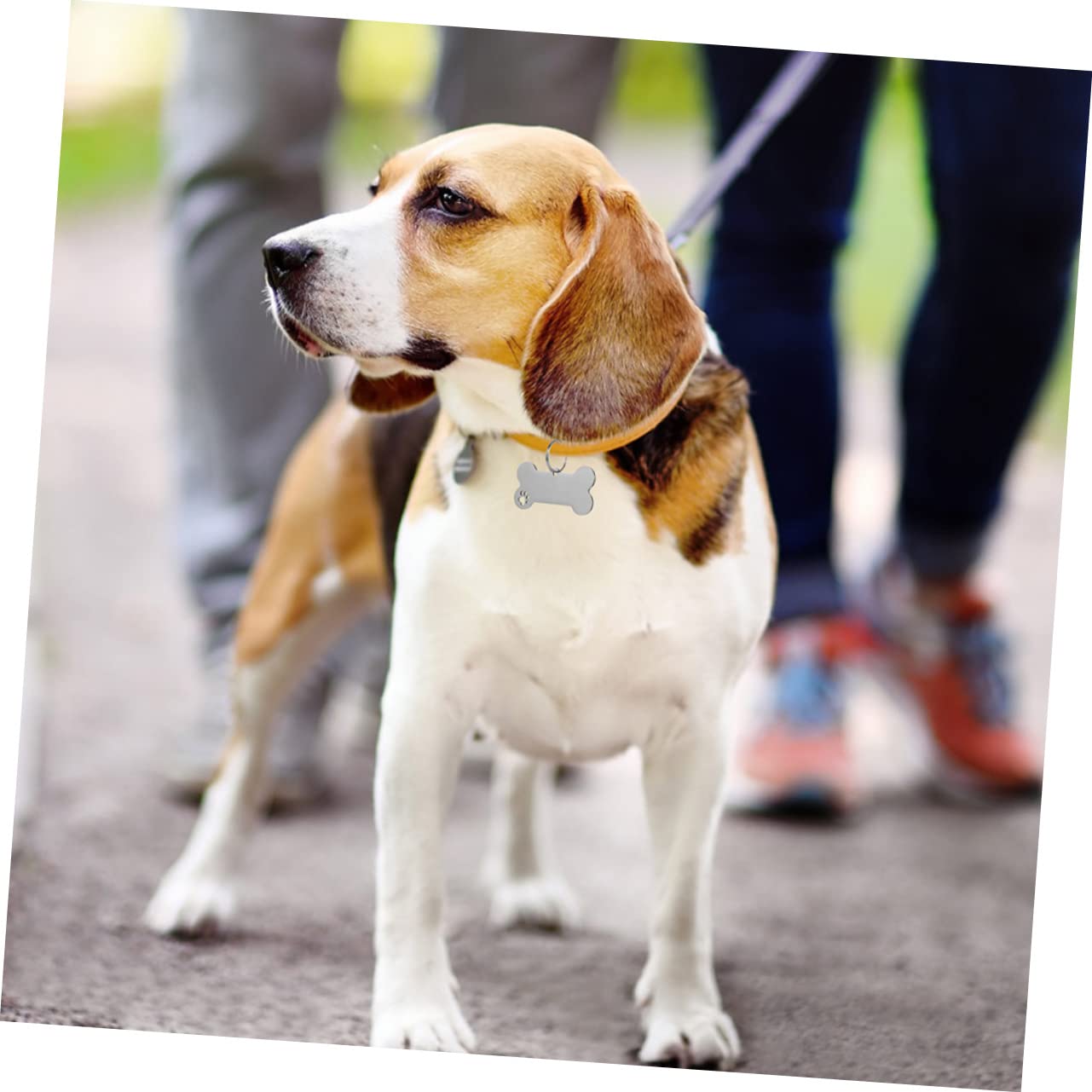 Sosoport 30stücke Edelstahl Hundemarken Mit Pfotenmotiv Personalisierbar Für Hunde Katzen Und Welpen Schutz Vor Verlust Stylisches Design