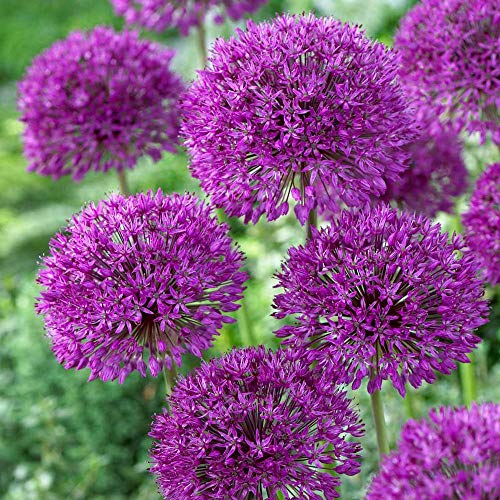 Purple Sensation Allium Bulbs-4-6 Inch Flower (10 Bulbs)