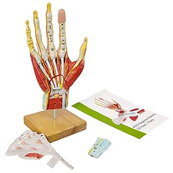 2025 New Medical Anatomical Hand Skeleton Model W/Muscles Ligaments Nerves and Blood Vessels, 7 Parts, Life Size, Magnetic Easy Mounting (Hand Model)