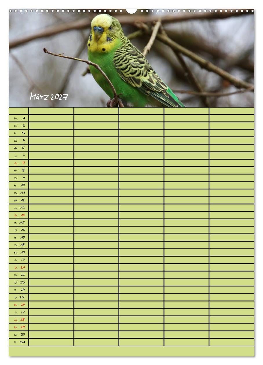 CALVENDO - Der Wellensittich-Familienplaner (Wandkalender 2027 DIN A2 hoch), Monatskalender: Putzige Piepmätze