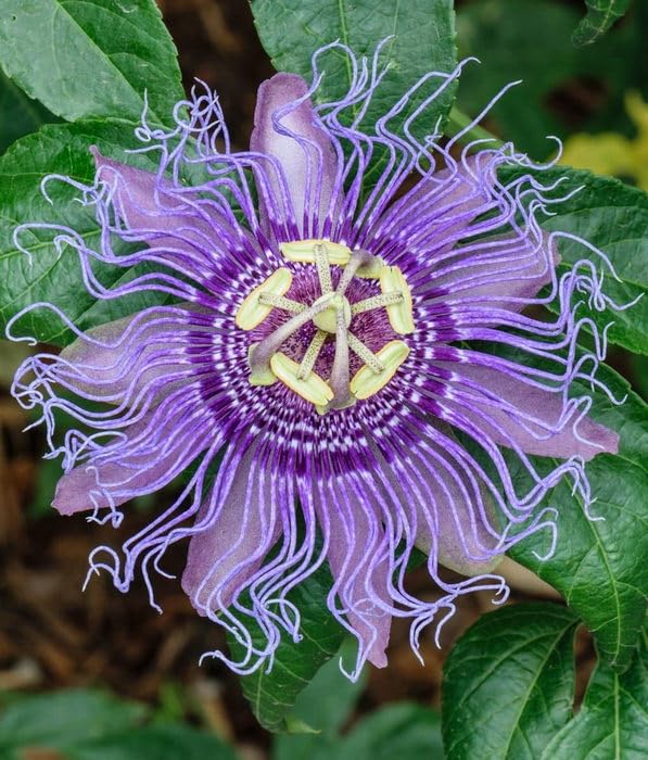 Creative Farmer Passion Flower Krishna Kamal Live Plant - Healthy For A Beautiful Garden Flora (B0C7VJGLYF) Amazon Price History, Amazon Price Tracker