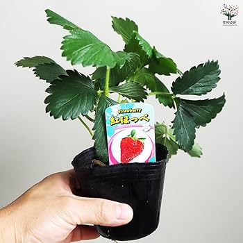 イチゴ苗 紅ほっぺ苗　30苗セット Amazon.co.jp: ITANSE いちご苗 紅ほっぺ 3号 2個セット 品種で