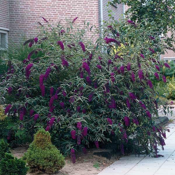Brighter Blooms Black Knight Butterfly Bush