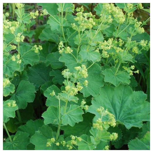 Pack x6 Alchemilla Mollis (Large) Perennial Garden Plug Plants