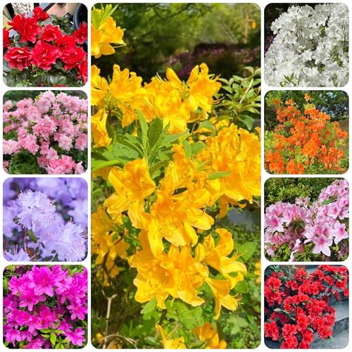 semillas de rododendro, para lugares soleados resistentes de azalea, jardín, interior, raras 65pcs