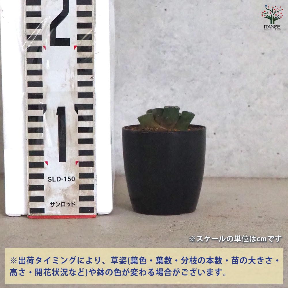 Amazon｜ITANSE ハオルチア 万象・Z1 2.5号 1個売り【品種