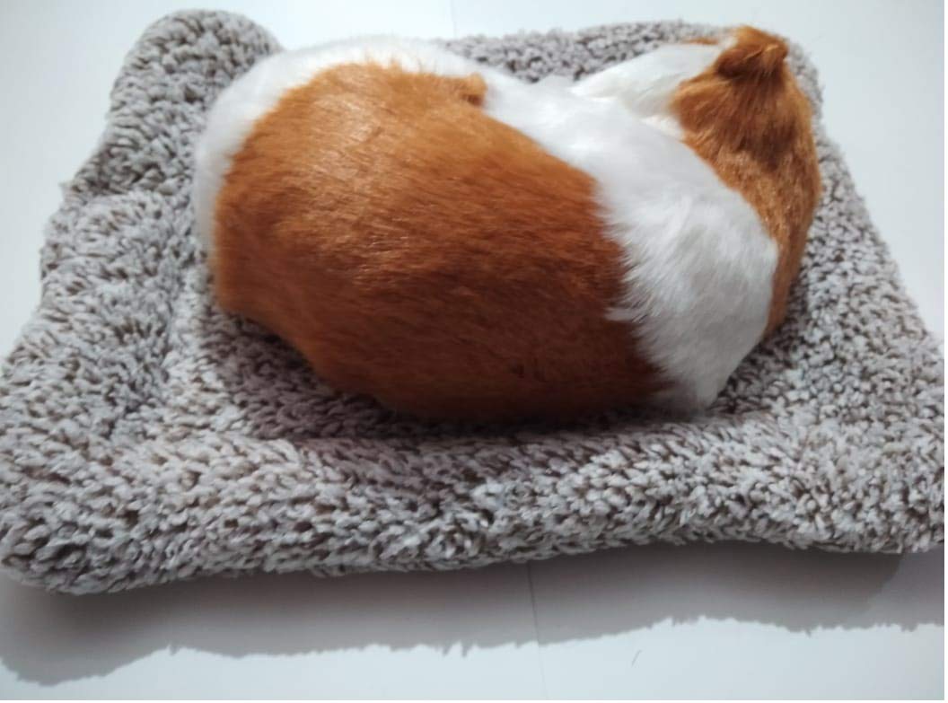 AUTONEST Car Dashboard Soft Toy Sleeping Cat (Tan and White) for Toyota Fortuner 3
