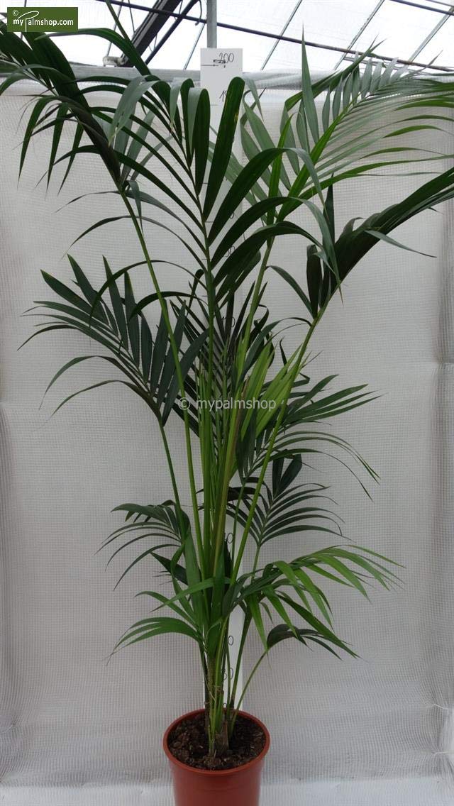 XL Kentia Palme Howea Forsteriana wunderschne Zimmerpflanze sehr  pflegeleicht 160-180cm Pot  24 cm [4200] : Amazon.de: Garten