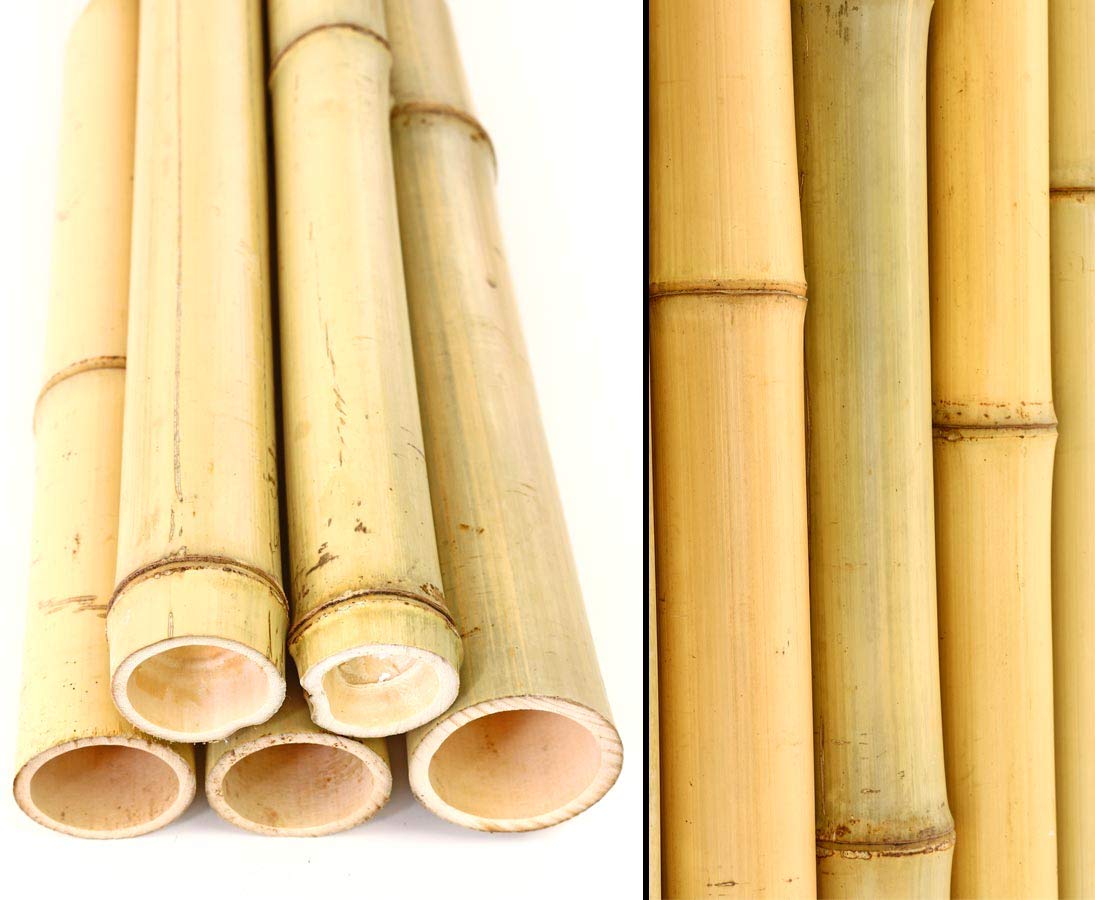 10er Set Bambusrohr 300cm gelb mit 4,5-6cm Durchmesser - Gebleichte  Bambusstangen 3m lang (BAYS3005)