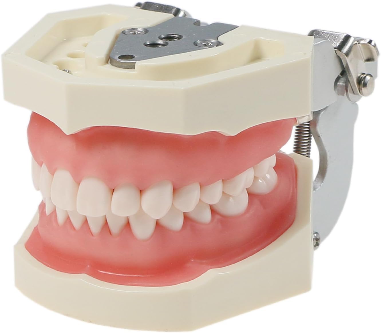 Typodont Teeth Model Kilgore NISSIN 200 Type Detachable Removable 28pcs Screw-in Teeth Model with Screwdriver Suitable Teaching Dental Students M8011-D (M8011D-1)