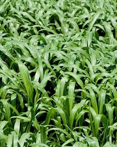 1,000 Sorghum Sudan Grass Seeds