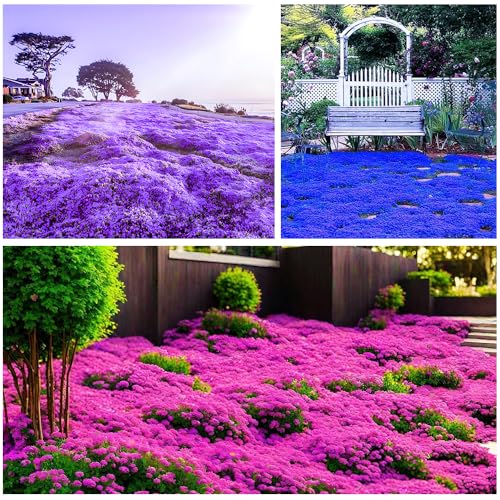 3000+Mischen Thymian, Bodendecker Winterhart Mehrjährig, Rot, Lila und Blau Kriechender Thymian