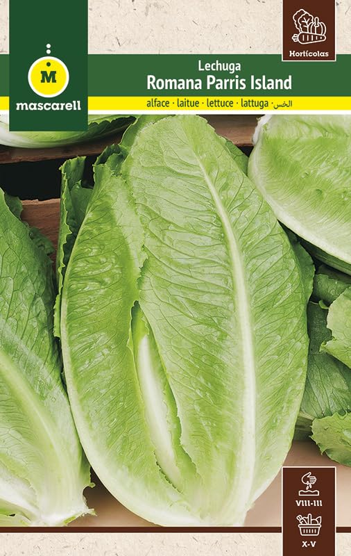 Mascarell Semillas, LECHUGA, Semillas Huerto, LECHUGA ROMANA PARRIS ISLAND, Crea tu Propio Huerto Urbano y Cultivo en Casa, Plantas Hortícolas, 6 Gramos