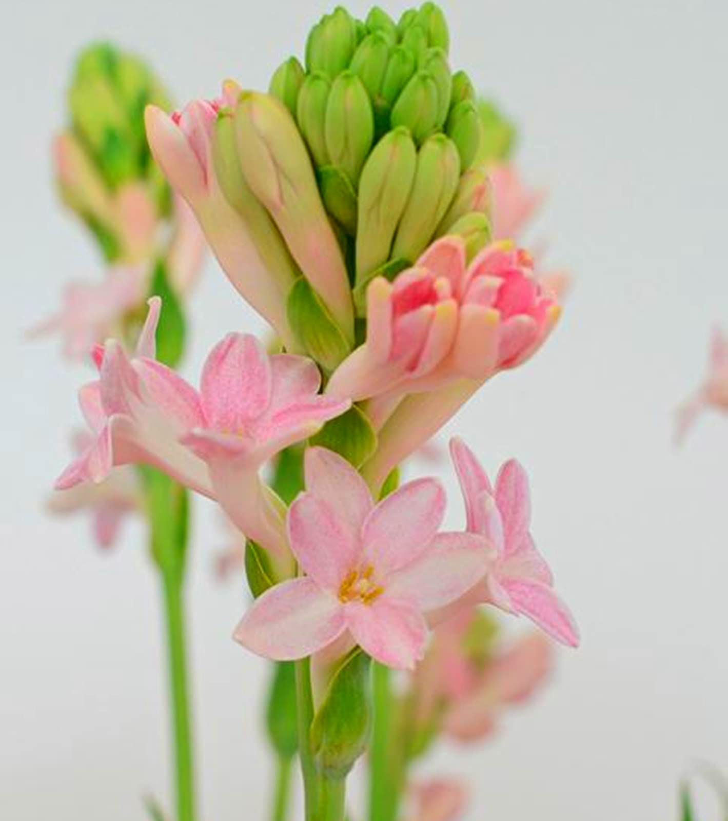 Bulbi di tuberosa/Misti/Bulbi di tuberosa selezionati/Adatti per la decorazione di giardini e balconi/Resistenti al freddo e alla siccità 【NVNJHJN】-15 bulbi-E