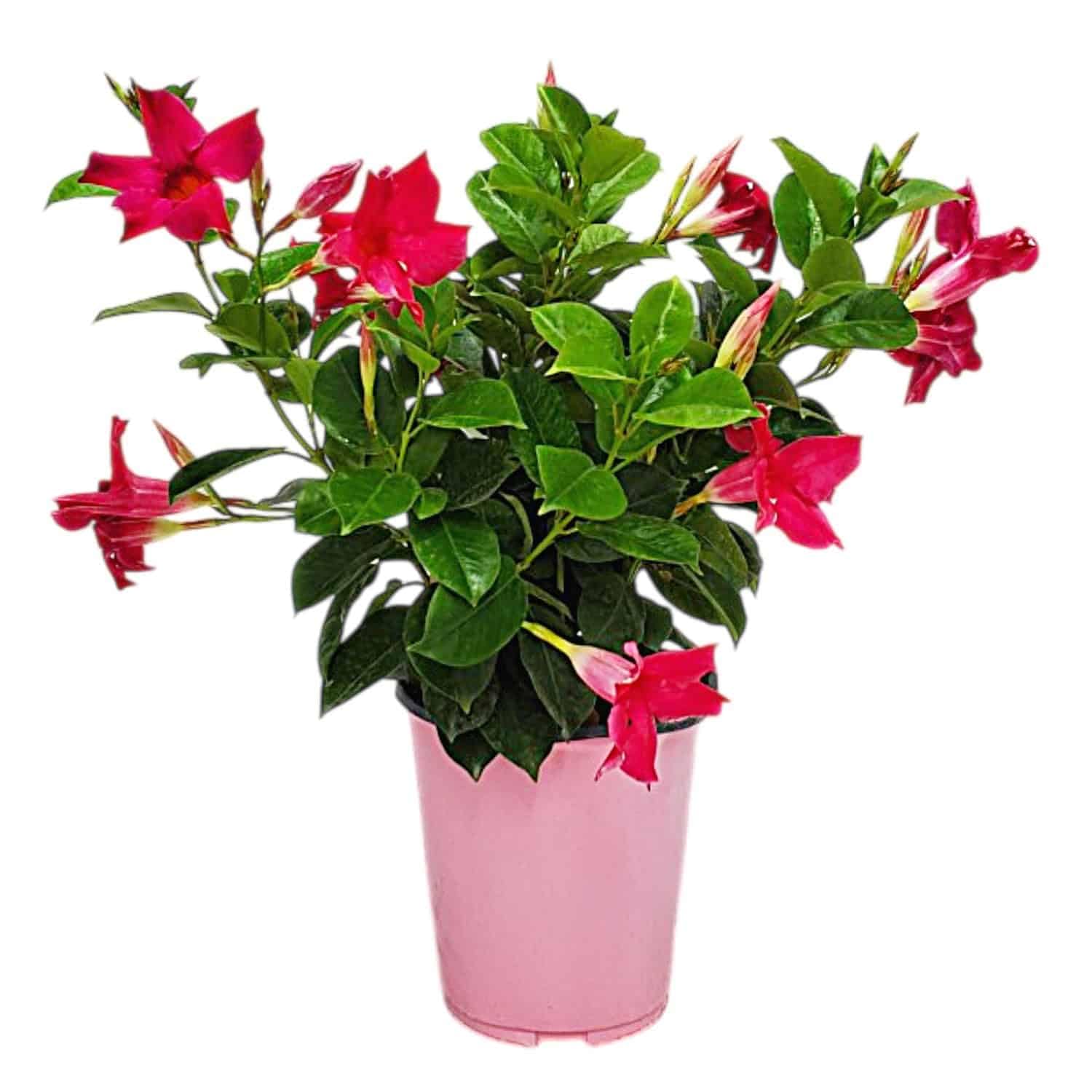 Tropical Plants of Florida Pink Dipladenia