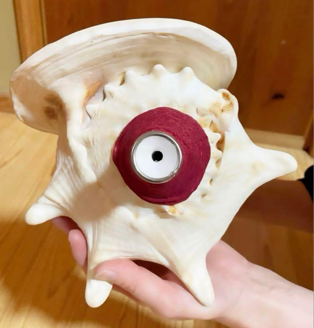 Amazon.co.jp: 法螺貝 ホラガイ ほら貝 トーカムリ貝笛 : おもちゃ