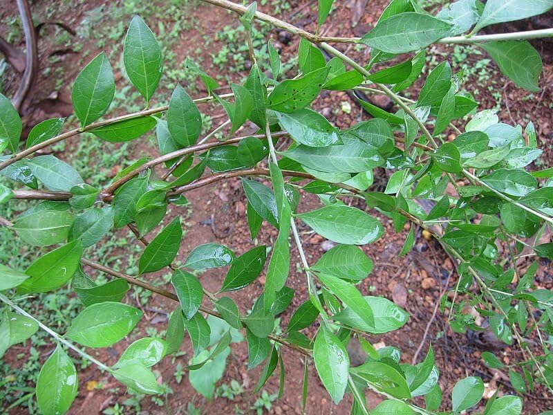 CooPany® Maruthani Plant/மருதாணி செடி Healthy Live Plant (B0CSRFMJ94) Amazon Price History, Amazon Price Tracker