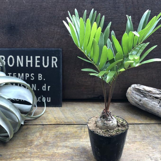 Amazon｜フロリダーナ ザミア 高価な塊根植物 観葉植物