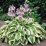 Hosta 'Francee' ist eine mittelgroße Funkie mit attraktiven herzförmigen Blättern mit feinem weißen Rand und Blüten im Juli und August mit lavendelförmigen Glockenblüten auf langen, aufrechten Blütenstielen