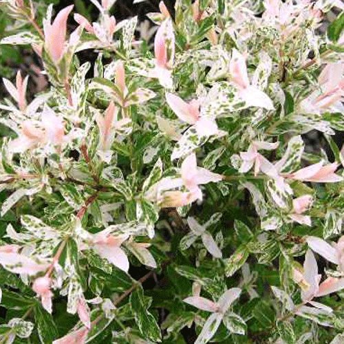 Salix Integra Hakuro - Nishiki 15cm Pot Size