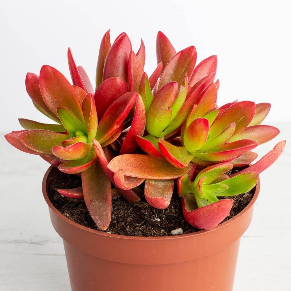 Campfire Live Succulent Plant with Pot, Red Pagoda, Red-Green Leaves, Low-Maintenance, Indoor-Outdoor Decorative-image-15