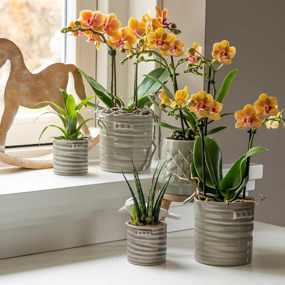 La Green Touch - Orchidée orange et son cache-pot - h35cm, Ø9cm - Plante d'intérieur - Pot 9cm, Hauteur 35 cm