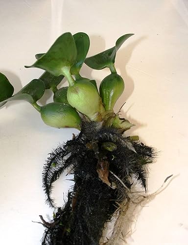 Miniatura 1 de Jacinto de agua  Plantas flotantes vivas para estanques acuáticos (3 jacintos de agua)