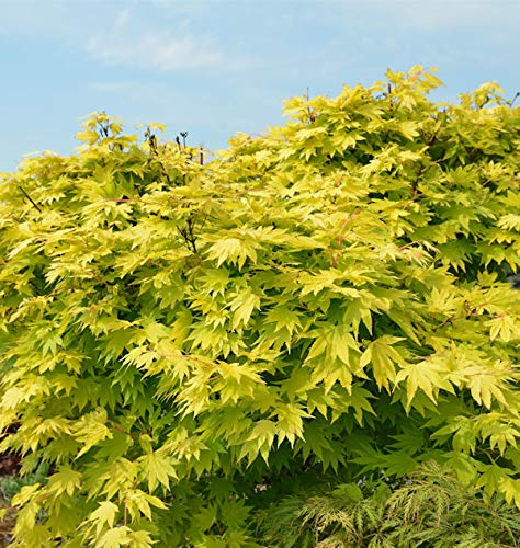 Japanischer Goldahorn Jordan 60-80cm - Acer shirasawanum Jordan - lebende Gartenpflanze aus den Baumschulen
