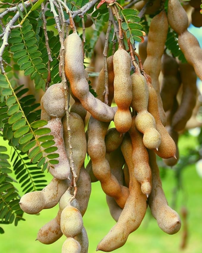 Image of Live Sweet Tamarind /Imli /gunni Hybrid Fruit Plant & Tree ? Outdoor Gardening Pack of 1 ? Healthy Grafted Sapling for Home Garden & Farm ? Fast Growing, High Yield Variety