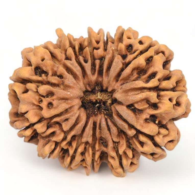 Natural & Genuine 14 Mukhi Rudraksha Original Certified Nepali for Pendant Wear 14 मुखी रुद्राक्ष नेपाल ओरिजिनल सर्टिफाइड Represent By Lord Hanuman Ji 14 முகி ருத்ராட்சம்/चौदह मुखी रुद्राक्ष-image-33