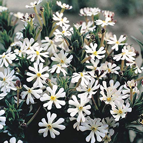 Rare Exotic " Midnight Candy " Phlox 50 Seeds Pack for growing-image-5