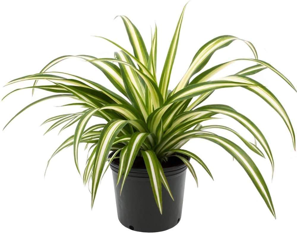 Leafy Tales Spider Plant in Black Plastic Pot, Air Purifying, Spider+Black pot (B098MG7XDN) Amazon Price History, Amazon Price Tracker