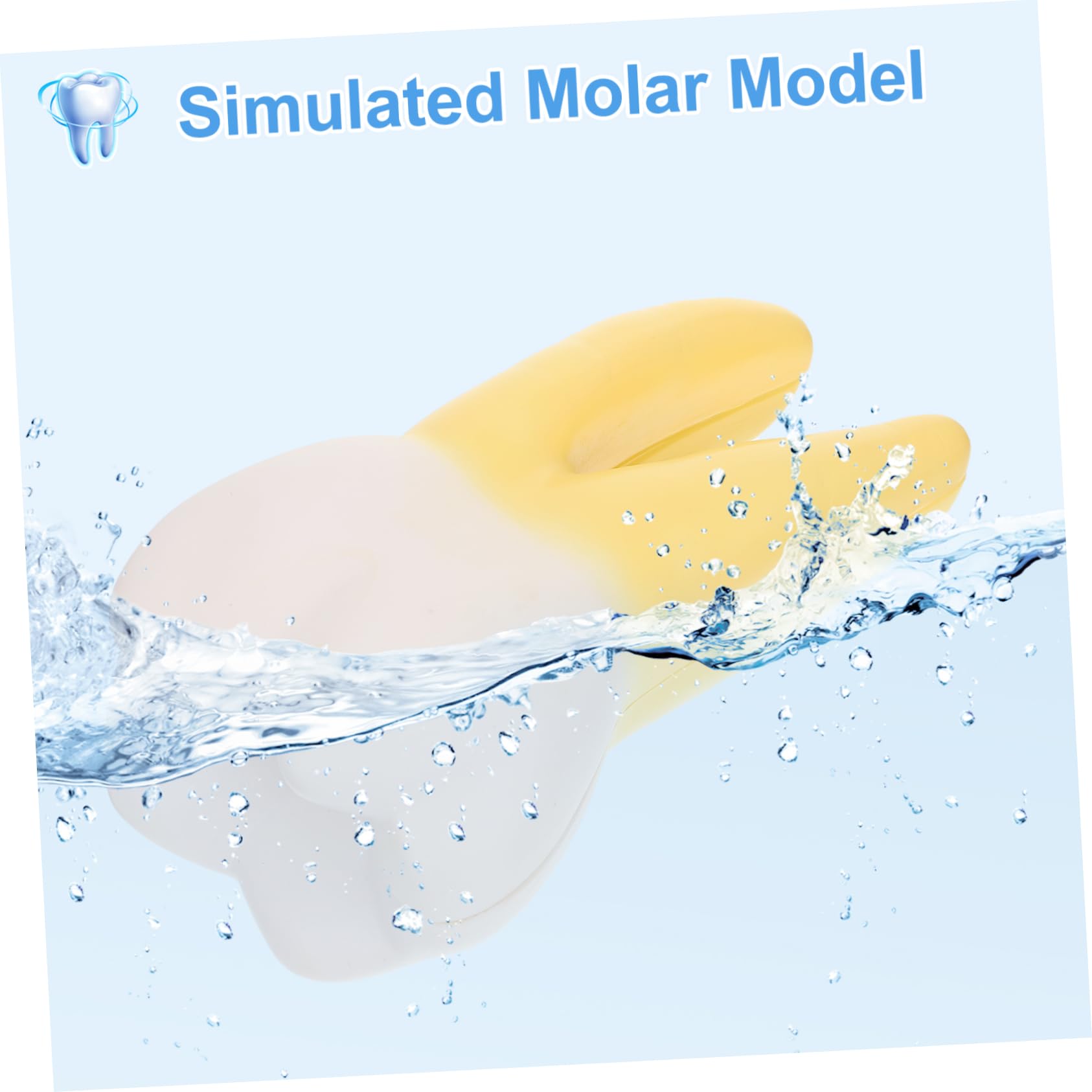 Herramienta Para Clínica Modelo Molar Para Demostración Muestra Con Detalles Realistas