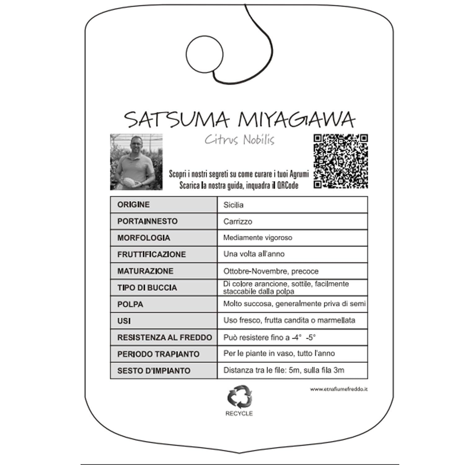 SAVINI VIVAI Plante de mandarine, agrume, mandarine Satsuma Miyagawa précoce en pot de 20 cm, hauteur 70 cm, 2-3 ans de greffage, fabriquée en Italie