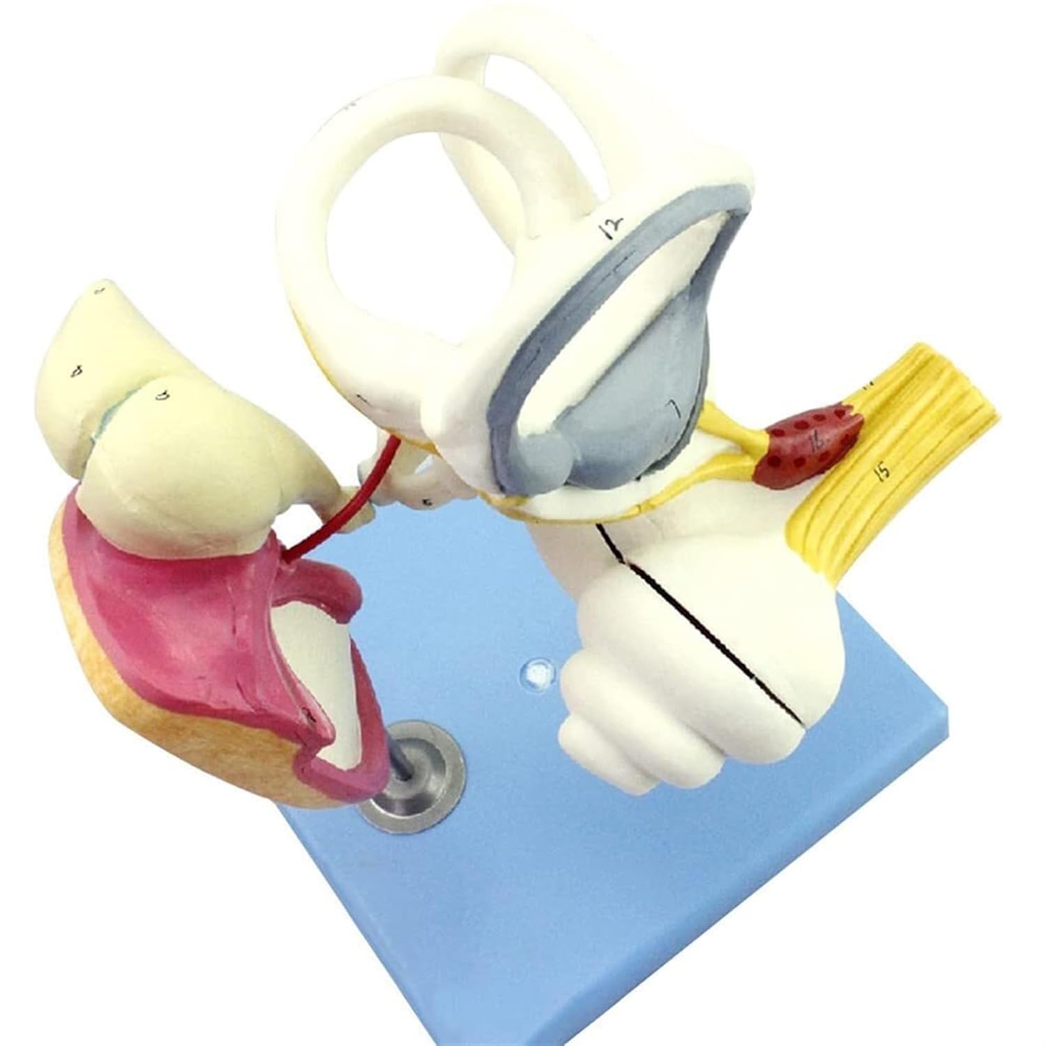 Model Cochlea do anatomii ucha wewnętrznego człowieka – szczegółowa struktura błony bębenkowej, kości kostnej i ślimaka do badań medycznych i celów edukacyjnych