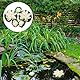 Seerosen Künstlich5 STK Künstliche Lotusblume Schwimmende Teichdekoration Seerose Ornament für Gartenterrasse Pool Aquarium Dekoration (Weiß)