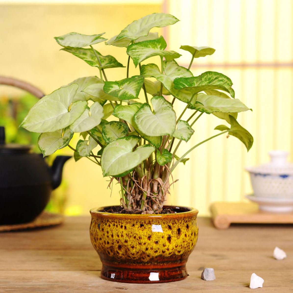 Toyvian 5 Stück Kleiner Sukkulententopf aus Keramik Dekorativer Blumentopf für Sukkulenten und Kakteen Schlichtes Design für Wohnbereich Fein Verarbeitet