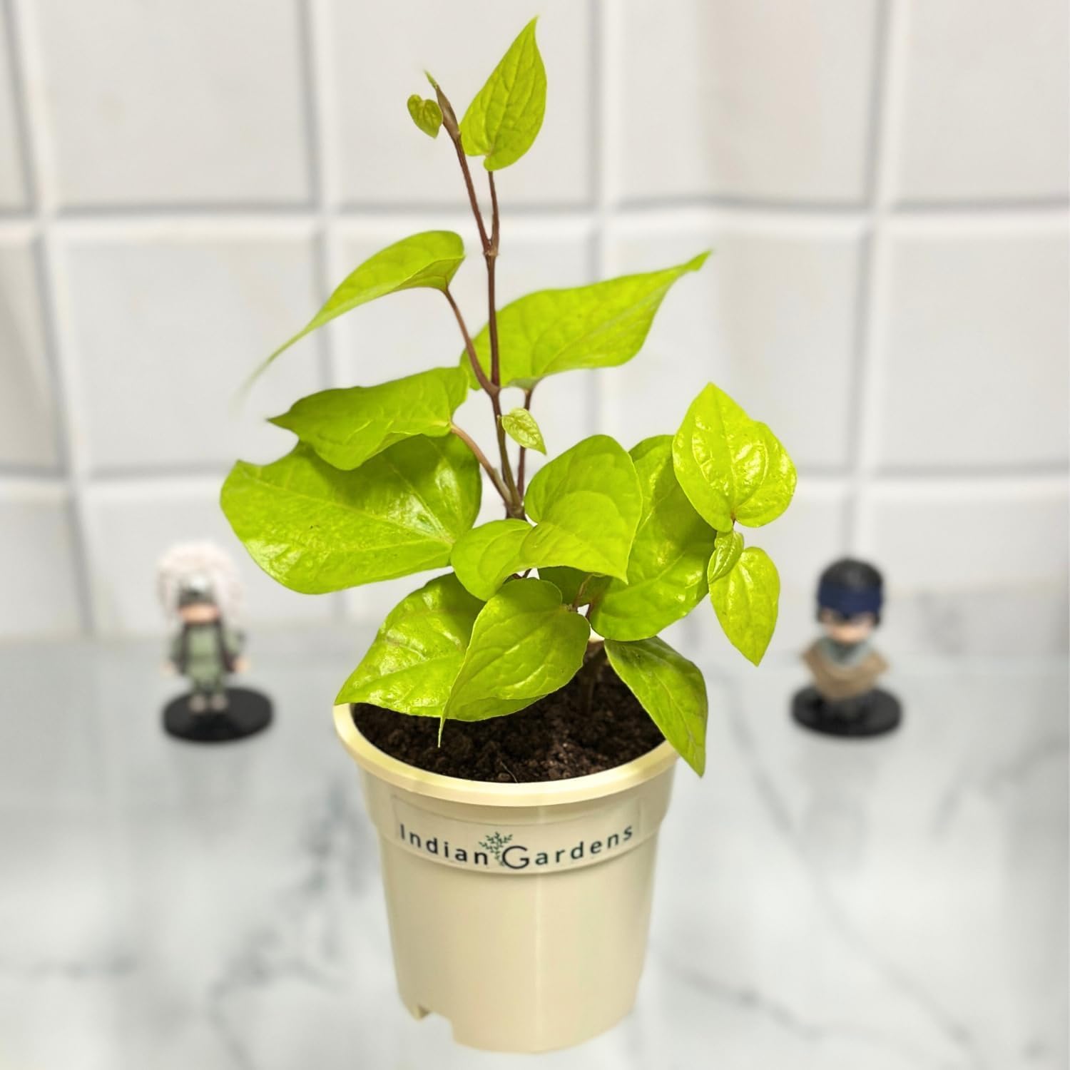 - Indian Gardens – Betel Leaf Live Plant (Paan Plant) | 4 Inch Pot | Healthy Climbing Medicinal Plant | Ideal for Home, Terrace & Outdoor Garden | Easy to Grow