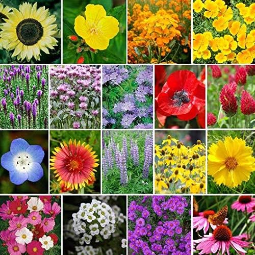 Non GMO Bulk The Bees Knees - Pollinator Wildflower Seed Mix (5 LB)